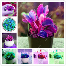 Load image into Gallery viewer, 200 Pcs Carnivorous Garden Potted Flytrap Bonsai plantflower Dionaea Muscipula Giant Clip Venus Flytrap Potted Plant