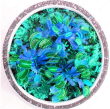 Load image into Gallery viewer, 200 Pcs Carnivorous Garden Potted Flytrap Bonsai plantflower Dionaea Muscipula Giant Clip Venus Flytrap Potted Plant