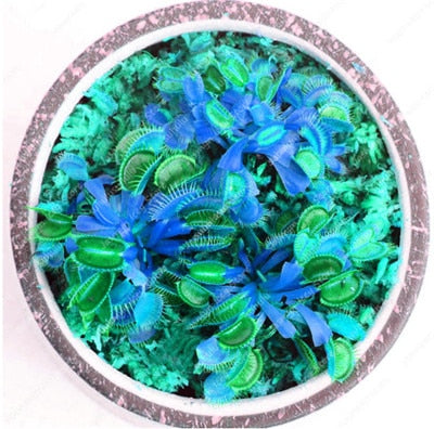 200 Pcs Carnivorous Garden Potted Flytrap Bonsai plantflower Dionaea Muscipula Giant Clip Venus Flytrap Potted Plant
