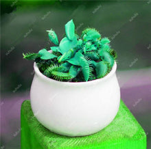 Load image into Gallery viewer, 200 Pcs Carnivorous Garden Potted Flytrap Bonsai plantflower Dionaea Muscipula Giant Clip Venus Flytrap Potted Plant