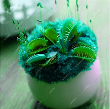 Load image into Gallery viewer, 200 Pcs Carnivorous Garden Potted Flytrap Bonsai plantflower Dionaea Muscipula Giant Clip Venus Flytrap Potted Plant