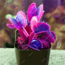 Load image into Gallery viewer, 200 Pcs Carnivorous Garden Potted Flytrap Bonsai plantflower Dionaea Muscipula Giant Clip Venus Flytrap Potted Plant