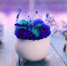 Load image into Gallery viewer, 200 Pcs Carnivorous Garden Potted Flytrap Bonsai plantflower Dionaea Muscipula Giant Clip Venus Flytrap Potted Plant