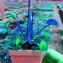 Load image into Gallery viewer, 200 Pcs Carnivorous Garden Potted Flytrap Bonsai plantflower Dionaea Muscipula Giant Clip Venus Flytrap Potted Plant