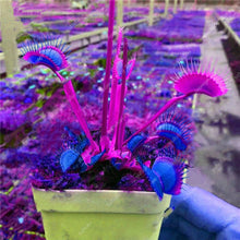 Load image into Gallery viewer, 200 Pcs Carnivorous Garden Potted Flytrap Bonsai plantflower Dionaea Muscipula Giant Clip Venus Flytrap Potted Plant