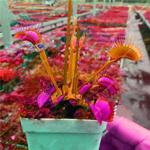 Load image into Gallery viewer, 200 Pcs Carnivorous Garden Potted Flytrap Bonsai plantflower Dionaea Muscipula Giant Clip Venus Flytrap Potted Plant