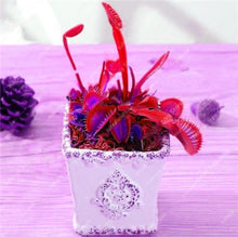 Load image into Gallery viewer, 200 Pcs Carnivorous Garden Potted Flytrap Bonsai plantflower Dionaea Muscipula Giant Clip Venus Flytrap Potted Plant