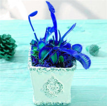 Load image into Gallery viewer, 200 Pcs Carnivorous Garden Potted Flytrap Bonsai plantflower Dionaea Muscipula Giant Clip Venus Flytrap Potted Plant