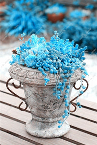 Sale! 200 Pcs Blue Pearl Chlorophytum Bonsai Office Desktop Flowers Succulents Anti-Radiation Computer Potted Plants Purify Air