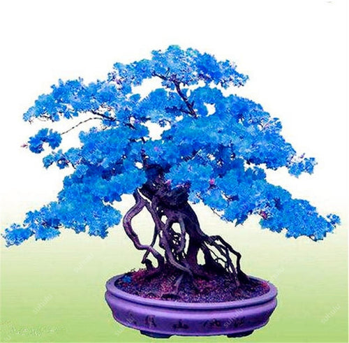 50pcs Mini Bonsai Azalea Rhododendron Potted plants tree flower perennial Evergreen shrub plants DIY Home garden Decoration