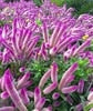 Big Sale! 1000 Pcs Purple Flamingo Cockscomb (Celosia Spicata) Plantas Bonsai Flower Floresling Potted Plants for Garden Decor