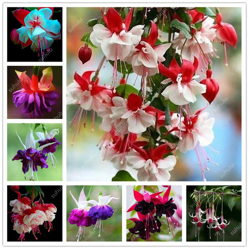 Big promotion! 100 pcs mixed color fuchsia flower Plant mini bonsai fuchsia Plantas Bonsai Garden Balcony Lanterns Flowers