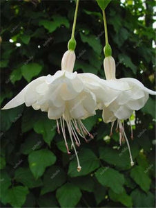 Big promotion! 100 pcs mixed color fuchsia flower Plant mini bonsai fuchsia Plantas Bonsai Garden Balcony Lanterns Flowers
