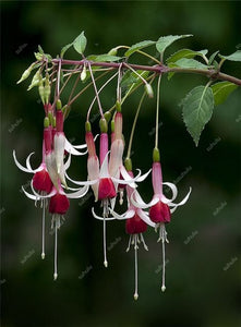 Big promotion! 100 pcs mixed color fuchsia flower Plant mini bonsai fuchsia Plantas Bonsai Garden Balcony Lanterns Flowers