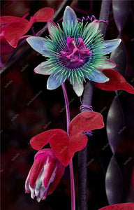 100 pcs Exotic Passion Fruit Bonsai (Passiflora Incarnata), DIY Potted Plant,Tropical Indoor Flower Plant For Home Garden Bonsai