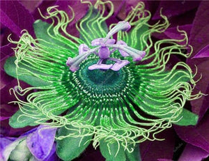 100 pcs Exotic Passion Fruit Bonsai (Passiflora Incarnata), DIY Potted Plant,Tropical Indoor Flower Plant For Home Garden Bonsai