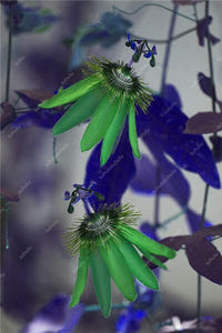100 pcs Exotic Passion Fruit Bonsai (Passiflora Incarnata), DIY Potted Plant,Tropical Indoor Flower Plant For Home Garden Bonsai