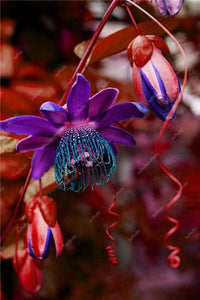 100 pcs Exotic Passion Fruit Bonsai (Passiflora Incarnata), DIY Potted Plant,Tropical Indoor Flower Plant For Home Garden Bonsai