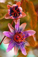 Load image into Gallery viewer, 100 pcs Exotic Passion Fruit Bonsai (Passiflora Incarnata), DIY Potted Plant,Tropical Indoor Flower Plant For Home Garden Bonsai