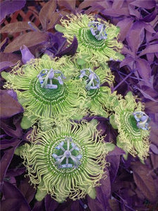 100 pcs Exotic Passion Fruit Bonsai (Passiflora Incarnata), DIY Potted Plant,Tropical Indoor Flower Plant For Home Garden Bonsai