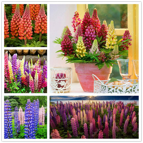 50 pcs Lupine Flowers Bonsai Garden Balcony Potted Four Seasons Easy To Plant Flowers Grass Bonsai Lupine Spring And Autumn