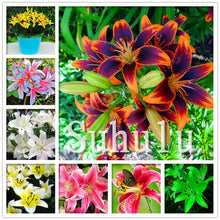 Load image into Gallery viewer, Loss Promotion!100Pcs Double lily flower plants indoor potted flower pot ball perfume lily Bonsai,Natural Growth for Home Garden