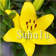 Load image into Gallery viewer, Loss Promotion!100Pcs Double lily flower plants indoor potted flower pot ball perfume lily Bonsai,Natural Growth for Home Garden