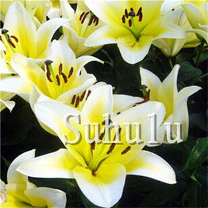 Loss Promotion!100Pcs Double lily flower plants indoor potted flower pot ball perfume lily Bonsai,Natural Growth for Home Garden