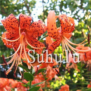 Loss Promotion!100Pcs Double lily flower plants indoor potted flower pot ball perfume lily Bonsai,Natural Growth for Home Garden