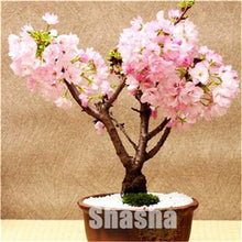 Load image into Gallery viewer, 10 Pcs Mini Sakura Bonsai Flower Cherry Blossoms Tree Like Azalea Flower Rhododendron Bonsai Plants For Home &amp; Garden Bonsai