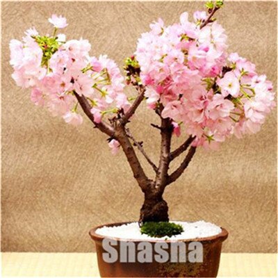 10 Pcs Mini Sakura Bonsai Flower Cherry Blossoms Tree Like Azalea Flower Rhododendron Bonsai Plants For Home & Garden Bonsai