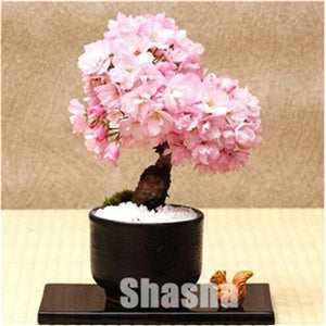 10 Pcs Mini Sakura Bonsai Flower Cherry Blossoms Tree Like Azalea Flower Rhododendron Bonsai Plants For Home & Garden Bonsai