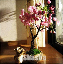 Load image into Gallery viewer, 10 Pcs Mini Sakura Bonsai Flower Cherry Blossoms Tree Like Azalea Flower Rhododendron Bonsai Plants For Home &amp; Garden Bonsai