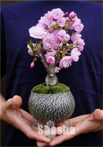 10 Pcs Mini Sakura Bonsai Flower Cherry Blossoms Tree Like Azalea Flower Rhododendron Bonsai Plants For Home & Garden Bonsai