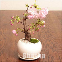 Load image into Gallery viewer, 10 Pcs Mini Sakura Bonsai Flower Cherry Blossoms Tree Like Azalea Flower Rhododendron Bonsai Plants For Home &amp; Garden Bonsai