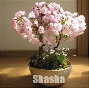 10 Pcs Mini Sakura Bonsai Flower Cherry Blossoms Tree Like Azalea Flower Rhododendron Bonsai Plants For Home & Garden Bonsai