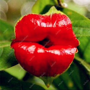 Big sale! 100 Pcs/Bag Red Lips Flower bonsai Rare Flowering Pots bonsais Japanese Home Garden Chili Red Flower Perennial Plants
