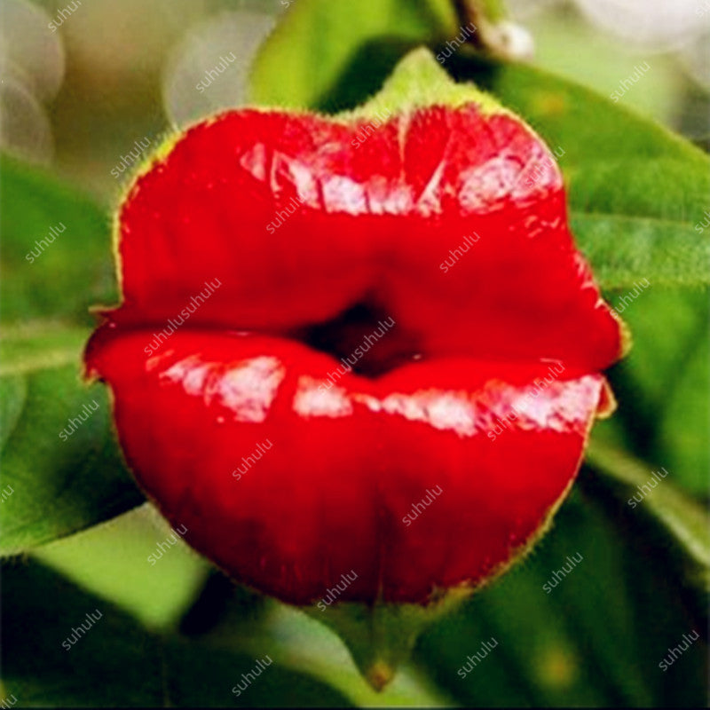 Big sale! 100 Pcs/Bag Red Lips Flower bonsai Rare Flowering Pots bonsais Japanese Home Garden Chili Red Flower Perennial Plants