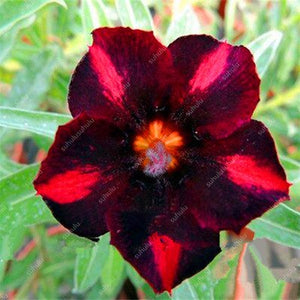 100% True Desert Rose Bonsai Ornamental Plants Balcony Bonsai Potted Flowers Drawf Adenium Obesum Bonsai -1 Particles/lot