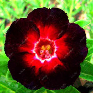 100% True Desert Rose Bonsai Ornamental Plants Balcony Bonsai Potted Flowers Drawf Adenium Obesum Bonsai -1 Particles/lot