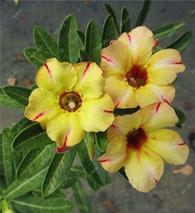 100% True Desert Rose Bonsai Ornamental Plants Balcony Bonsai Potted Flowers Drawf Adenium Obesum Bonsai -1 Particles/lot