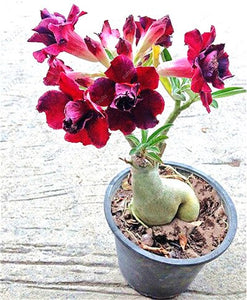 100% True Desert Rose Bonsai Ornamental Plants Balcony Bonsai Potted Flowers Drawf Adenium Obesum Bonsai -1 Particles/lot