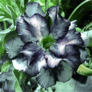 100% True Desert Rose Bonsai Ornamental Plants Balcony Bonsai Potted Flowers Drawf Adenium Obesum Bonsai -1 Particles/lot