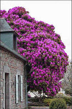 Load image into Gallery viewer, Bonsai 100 pcs Climbing Bougainvillea plant Bougainvillea Spectabilis Willd Climbing Plants Flower For Home Garden Easy to Grow