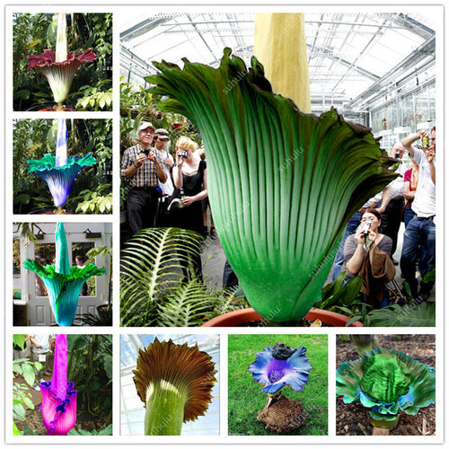 100 pcs/bag Corpse flower Plants,the Titan arum is also known as the