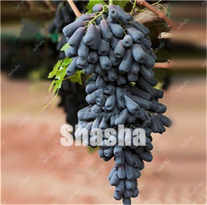 10 Pcs Black Finger Grape America Giant Grape Bonsai Edible Succulent Fruit Tree Perennial Indoor home garden Potted Plants