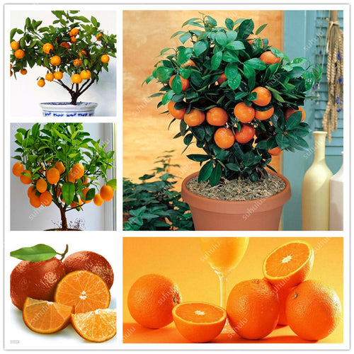 Bonsai 20 Pcs Orange Potted Edible Tangerine Citrus Fruit Dwarf Orange Tree Indoor Plant For Home Garden Non-GMO plants