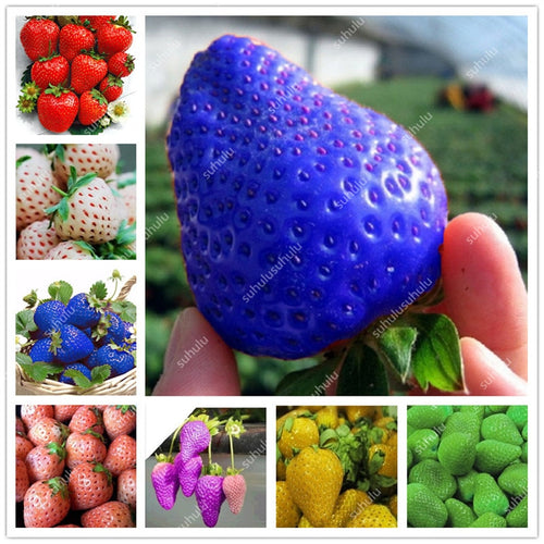 1000 pcs Rare strawberry plants, giant strawberry Organic fruit flores vegetables Non-GMO bonsai pot for home garden planta