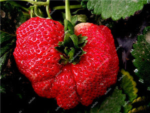 1000 pcs Rare strawberry plants, giant strawberry Organic fruit flores vegetables Non-GMO bonsai pot for home garden planta