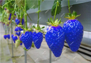 1000 pcs Rare strawberry plants, giant strawberry Organic fruit flores vegetables Non-GMO bonsai pot for home garden planta